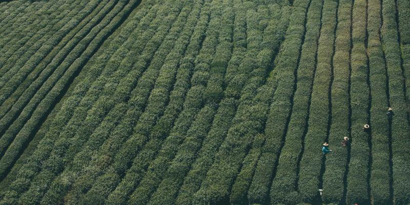 心理学52:掌握心理知识、善用心理辅导,构建稳固的心理健康体系