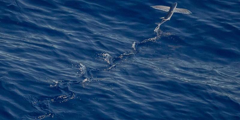 心理学视角下的大五人格模型：如何科学应用于职业选择与团队构建，促进心理健康